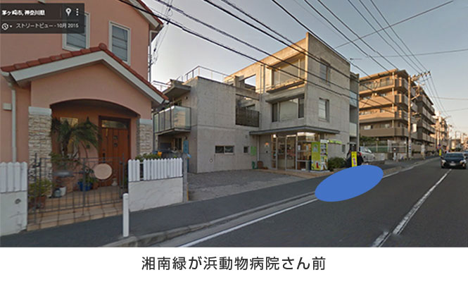 湘南緑が浜動物病院さん前 湘南緑が浜動物病院さん前